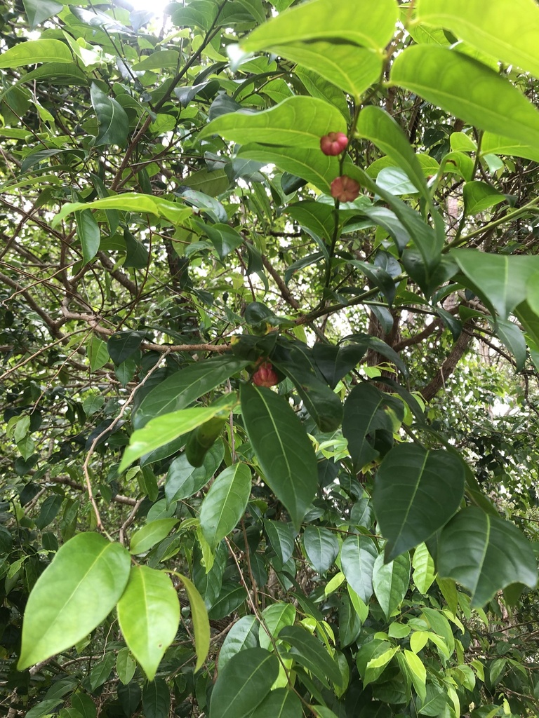 Cheese Tree from Brolga Pl, Coffs Harbour, NSW, AU on October 13, 2024 ...
