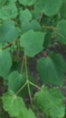 Acer spicatum
