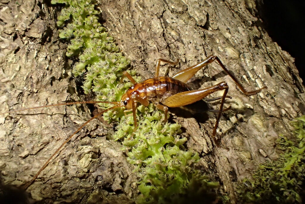 Alpinanoplophilus