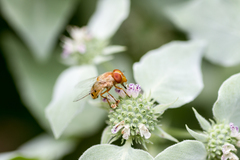 Copestylum sexmaculatum