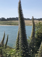 Echium pininana