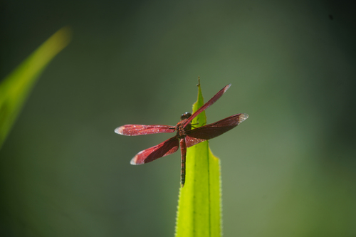 Neurothemis manadensis