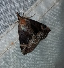 Hypena abalienalis