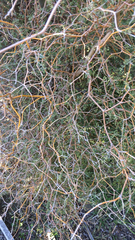 Sophora prostrata