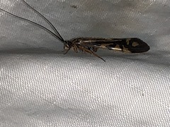 Macrostemum zebratum