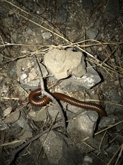 Orthoporus