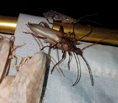 Centrodera decolorata