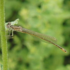 Ischnura graellsii