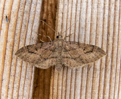 Eupithecia unicolor