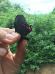Parides montezuma