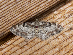 Eupithecia mutata