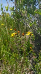 Hypericum tenuifolium