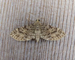 Eupithecia maestosa