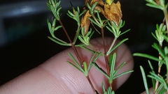 Hypericum tenuifolium