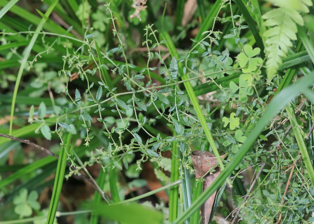 Common Raspwort from Ulong NSW 2450, Australia on October 11, 2024 at ...