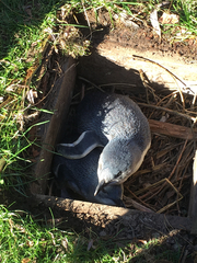 Eudyptula minor albosignata