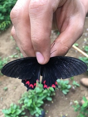 Parides montezuma