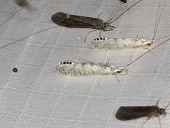 Nectopsyche exquisita