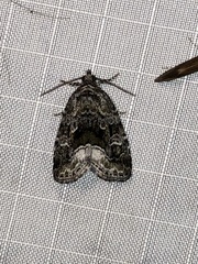 Protodeltote muscosula