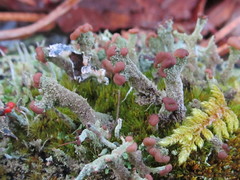 Cladonia ramulosa