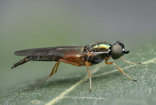 Twin-Spot Centurion Fly, photo 2 of 10