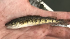 Microgadus tomcod