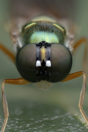 Twin-Spot Centurion Fly, photo 4 of 10