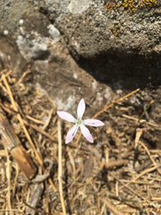 Dianthus strictus