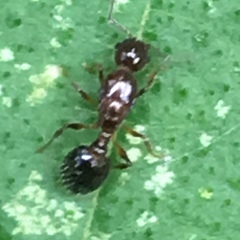 Temnothorax pergandei