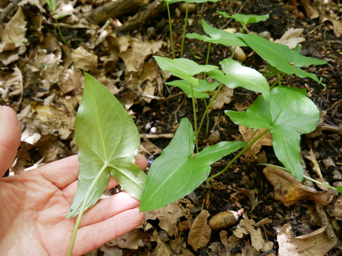 Arisarum proboscideum, photograph 5