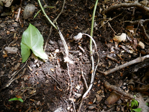 Arisarum proboscideum, photograph 6