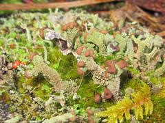 Cladonia ramulosa