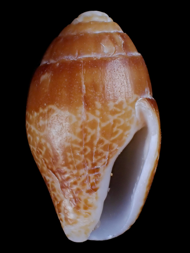 Pyrene punctata observed 2024-10-07