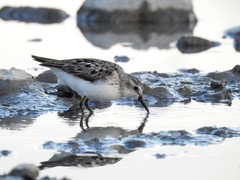 Calidris pusilla