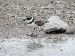 Charadrius semipalmatus