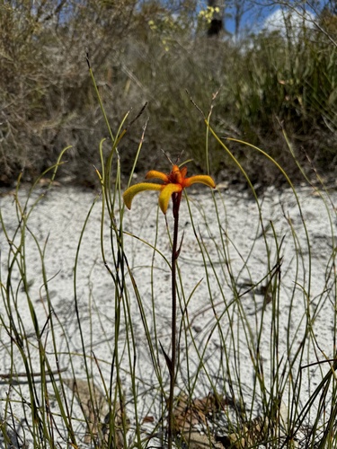 Image of Anigozanthos preissii by (c) Tyler Anthony, some rights reserved (CC BY)