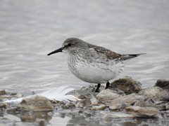 Calidris fuscicollis