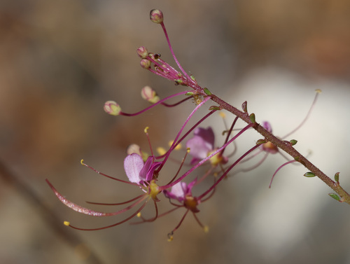 Iberian spiderflower (Cleome iberica)