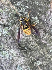 Spilomyia alcimus