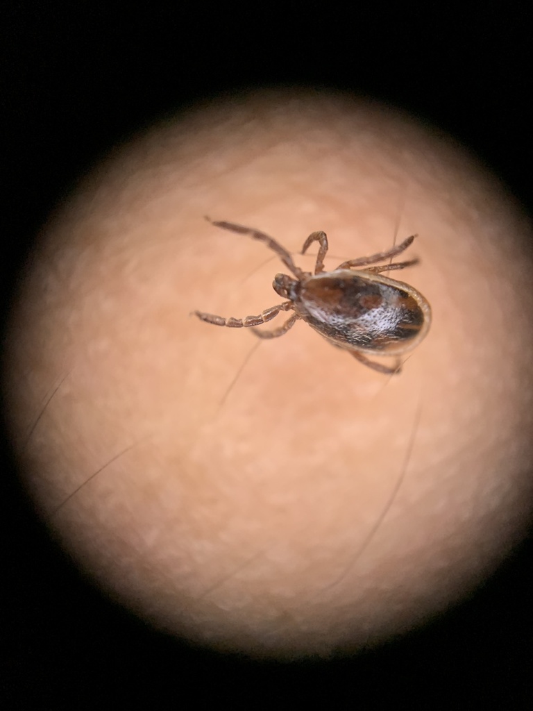 Eastern Black-legged Tick