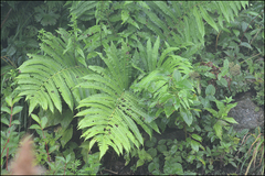 Pentarhizidium orientale