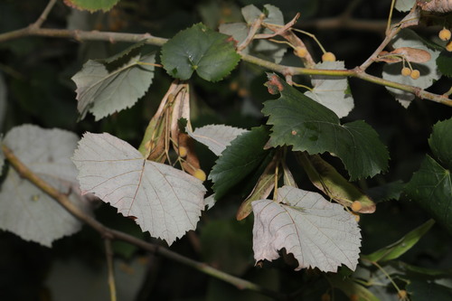 Tilia tomentosa