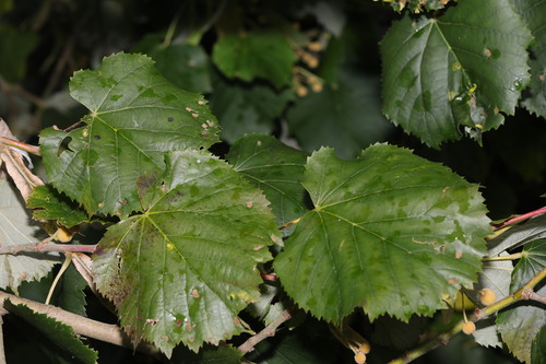 Tilia tomentosa