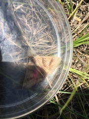 Heliothis