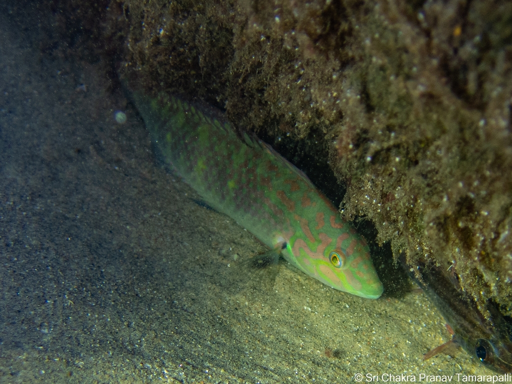 bubblefin wrasse