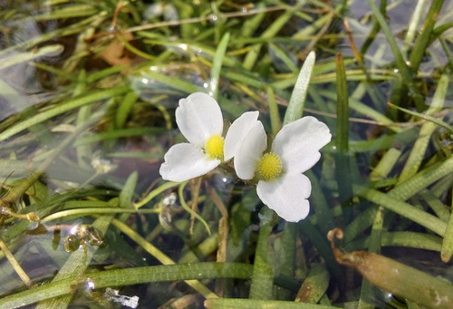 Sagittaria subulata