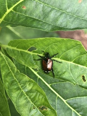 Popillia japonica