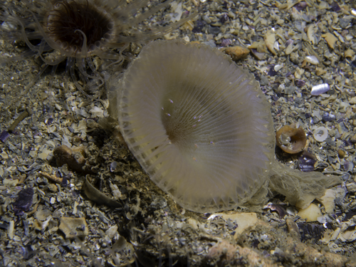 Myxicola polychroma