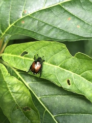 Popillia japonica