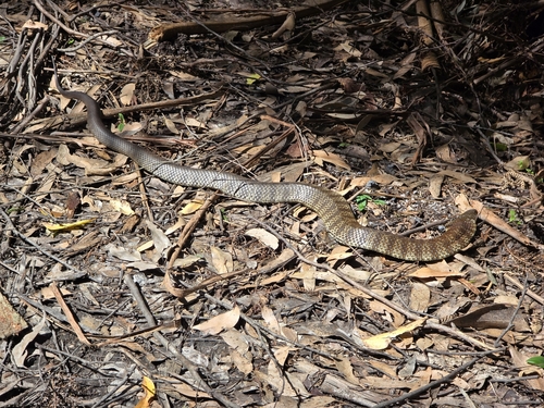 Tiger Snake sighting